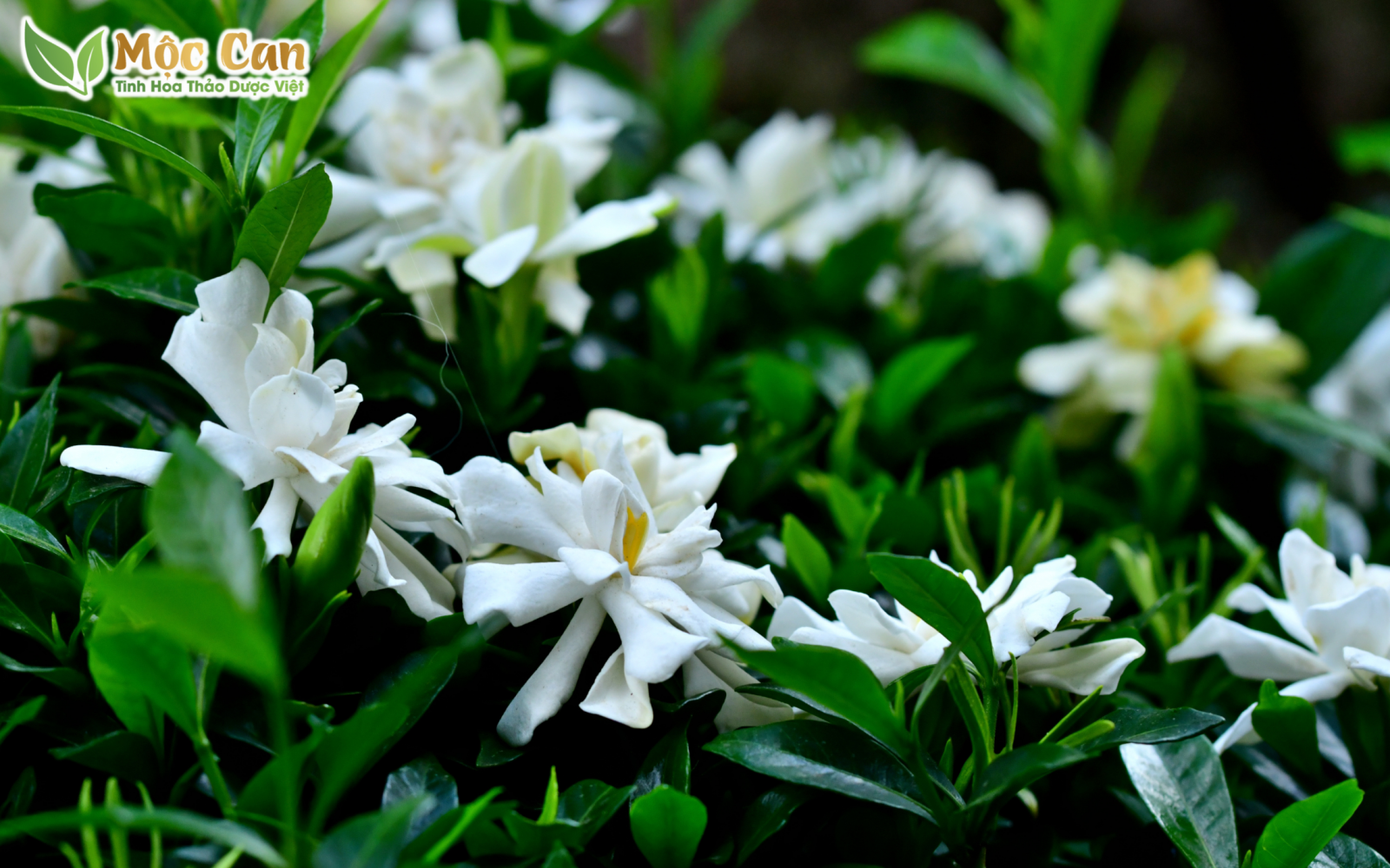 CÂY DÀNH DÀNH CHỮA SUY THẬN HIỆU QUẢ NHƯ THẾ NÀO ?  1